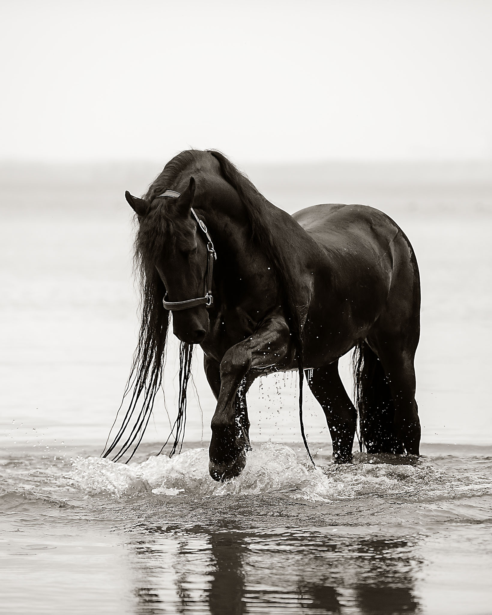 floris